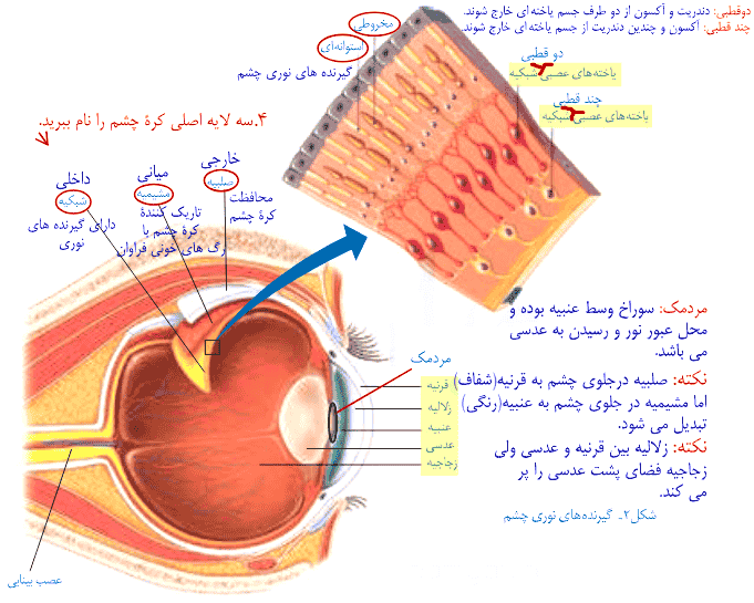 فعالیت صفحه ۳۸ علوم هشتم